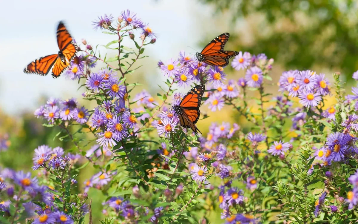 Orange butterflies on purple flowers in a garden.