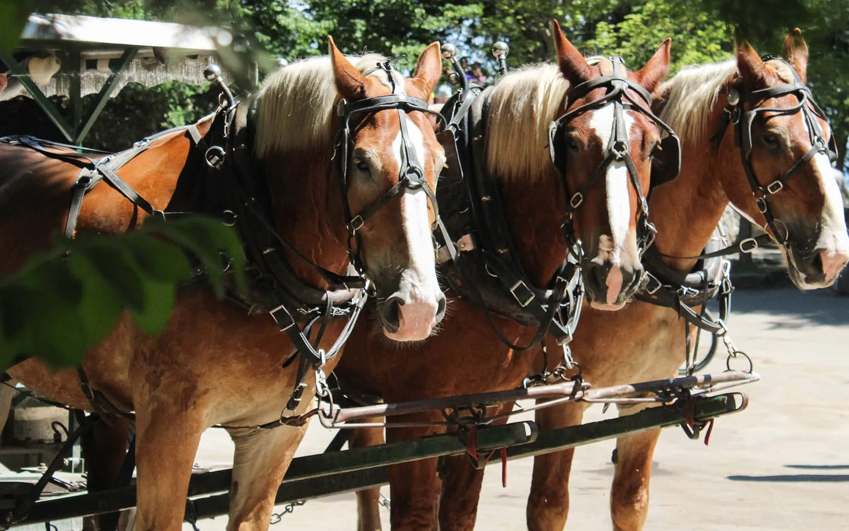 Horses hooked up to a carriage.