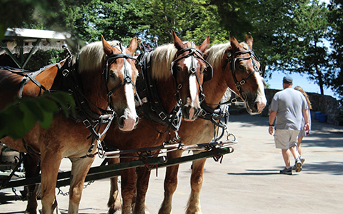 Closeup of three beautiful horses